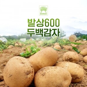 무농약 강원도 쪄먹는 감자 2.5kg