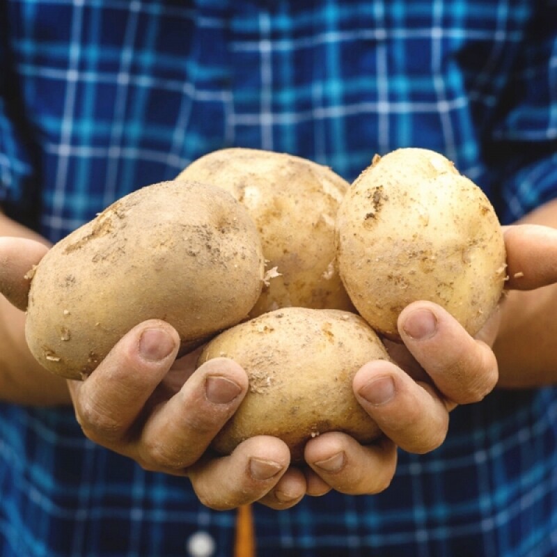 밭상600,무농약 강원도 쪄먹는 감자 2.5kg
