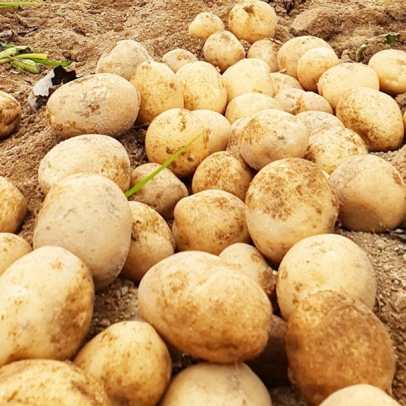 밭상600,무농약 강원도 쪄먹는 감자 2.5kg